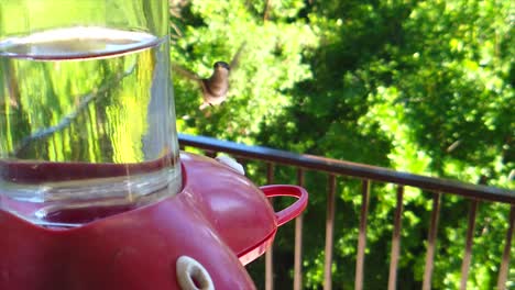 in a backyard in the suburbs, a tiny humming bird with brown feathers sits at a bird feeder in slow-motion and eventually flies away