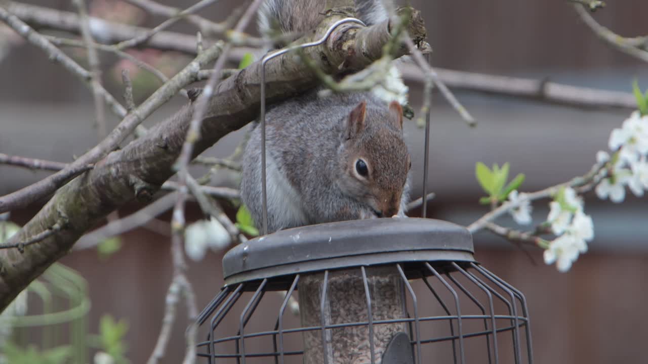 Uno scoiattolo grigio, Sciurus carolinensis, seduto sulla cima di una mangiatoia per uccelli sospesa mentre si nutre. Primavera. Regno Unito