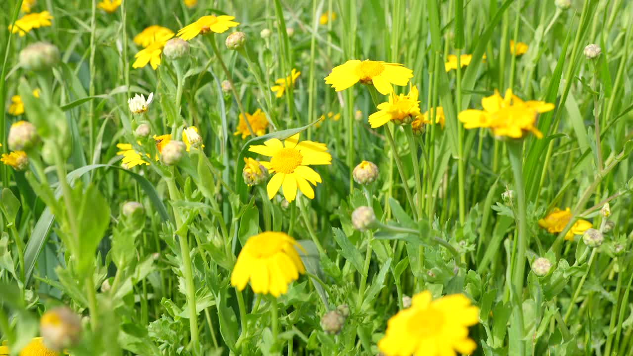 Smørblomster og bier om foråret på en eng