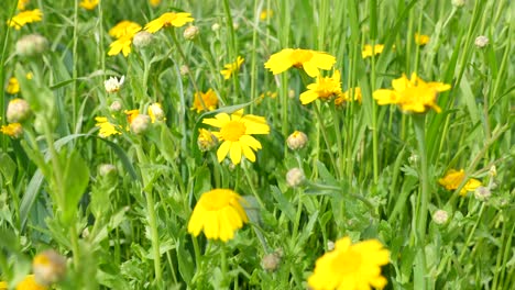 buttercups and bees during spring in a meadow