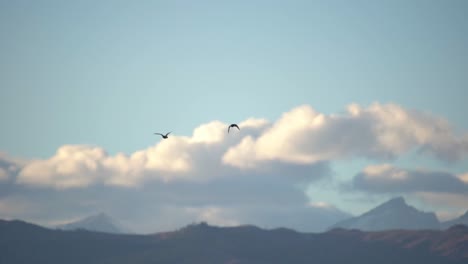 imágenes en cámara lenta de pájaros en vuelo