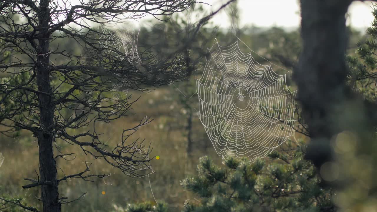 습지 에서 해가 뜨는 동안 아침 이 어 있는 소나무 의 거미줄