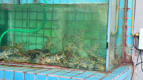 langostas en un tanque en chonburi, tailandia