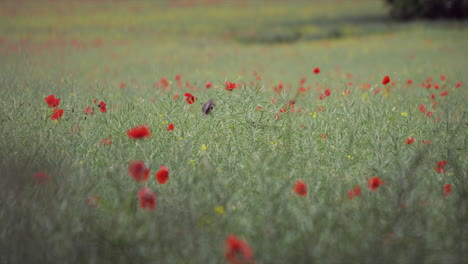 Überblick-über-Wilde-Rote-Mohnblumen-In-Voller-Blüte-In-Ländlicher-Landschaft-Im-Frühling-Am-Abend