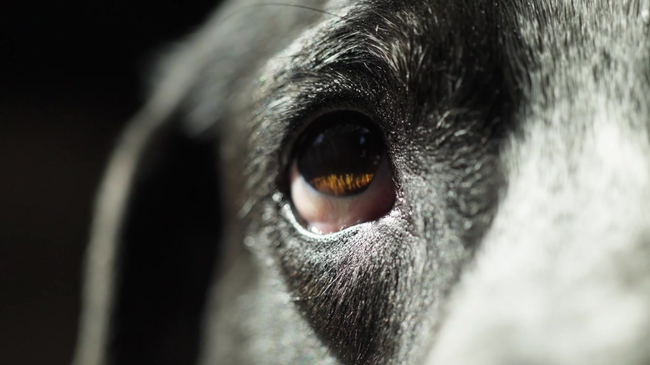 Primo piano dell'occhio di un cane assonnato in bianco e nero in luce soffusa, che cattura un animale domestico calmo e assonnato che riposa al chiuso con messa a fuoco ridotta e un'atmosfera intima e pacifica