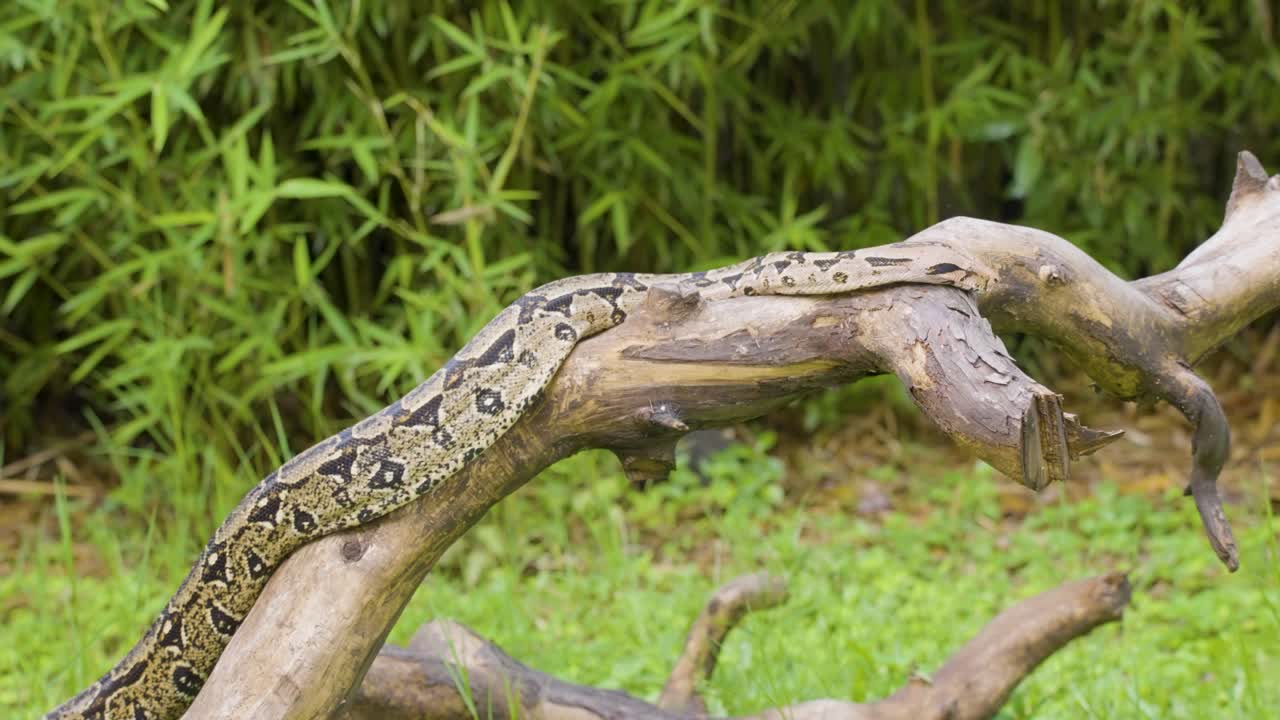 A boa constrictor wrapped tightly around a tree branch in its natural jungle habitat. Shot in daylight with shallow depth of field, showing detailed snake patterns and tropical environment