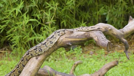 a boa constrictor wrapped tightly around a tree branch in its natural jungle habitat. shot in daylight with shallow depth of field, showing detailed snake patterns and tropical environment