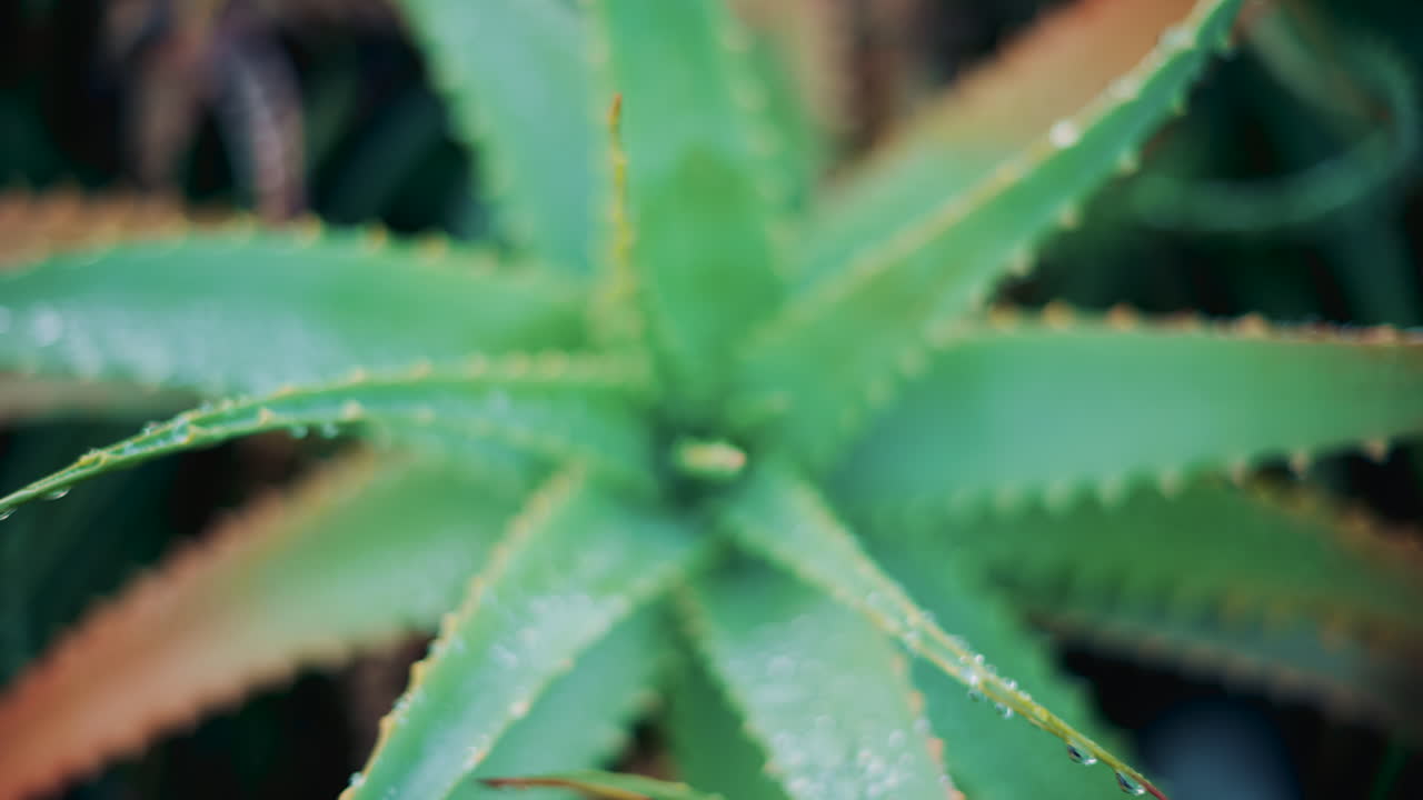 Close up of an aloe vera plant after rainfall, with fresh water droplets on the green leaves