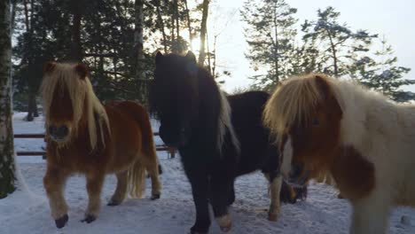 beautiful hairy icelandic horses following the camera