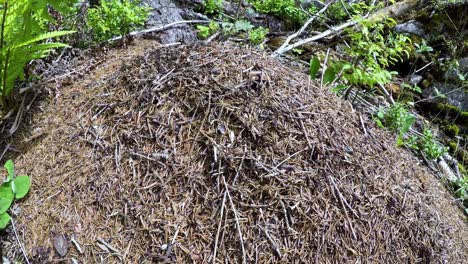 colina de hormigas salvajes en el bosque