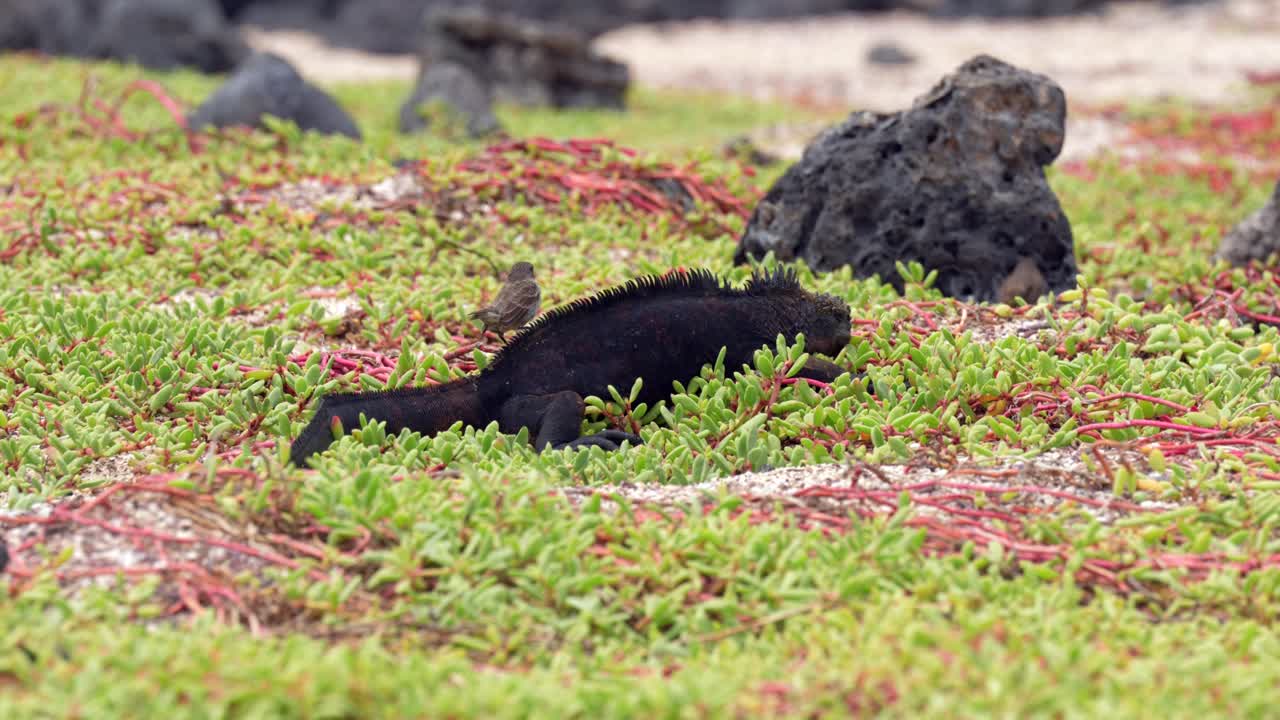 A finch grooms a black marine iguana sitting amongst vegetation on a beach on Santa Cruz Island in the Gal&aacute;pagos Islands