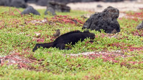 un pinceau soigne un iguane marin noir assis parmi la végétation sur une plage de l'île de santa cruz dans les îles galápagos.