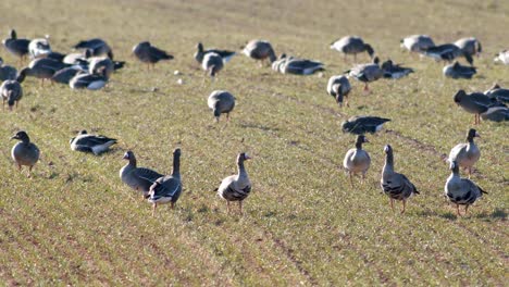 Una-Gran-Bandada-De-Gansos-Albifrones-De-Frente-Blanca-En-El-Campo-De-Trigo-De-Invierno-Durante-La-Migración-De-Primavera