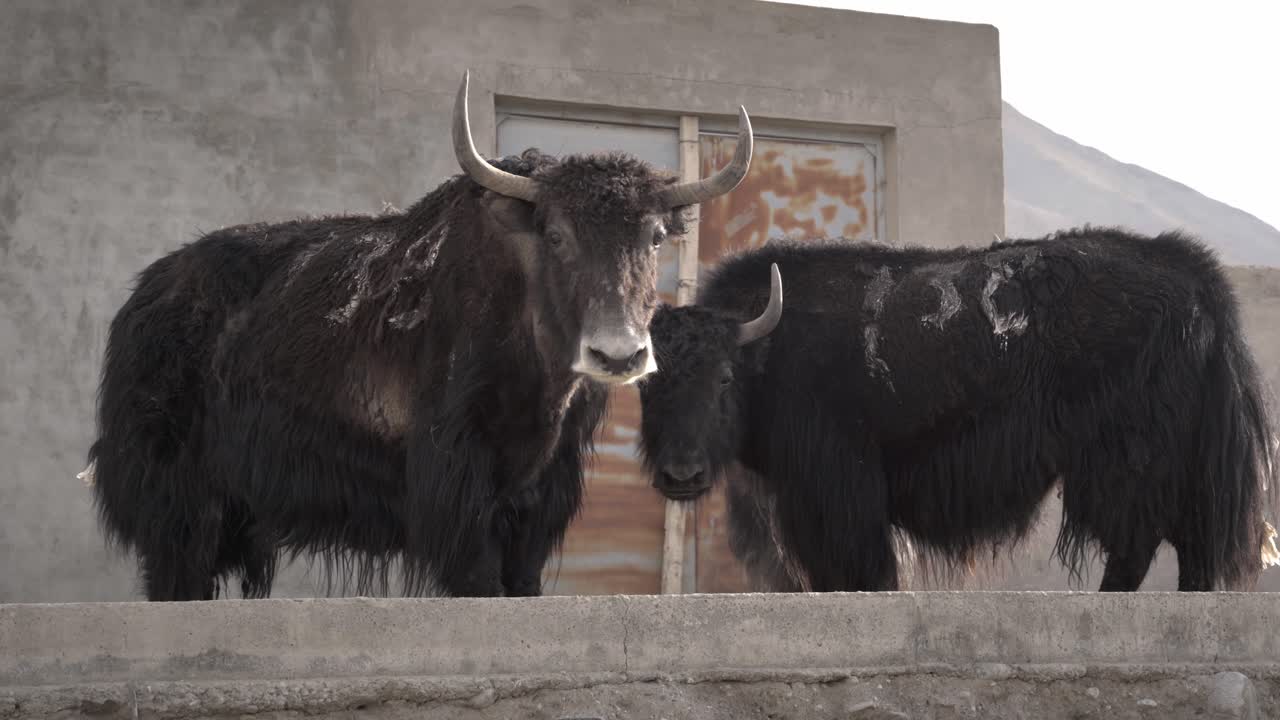 Yak tibetano nero con singhiozzo