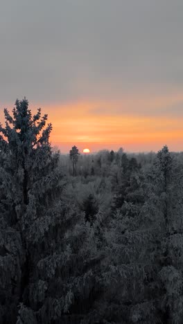 vertical aerial drone view of vibrant winter sunset over a frozen snow covered forest. apocalyptic scenery over the countryside landscape in extreme cold winter evening. hoar on trees.