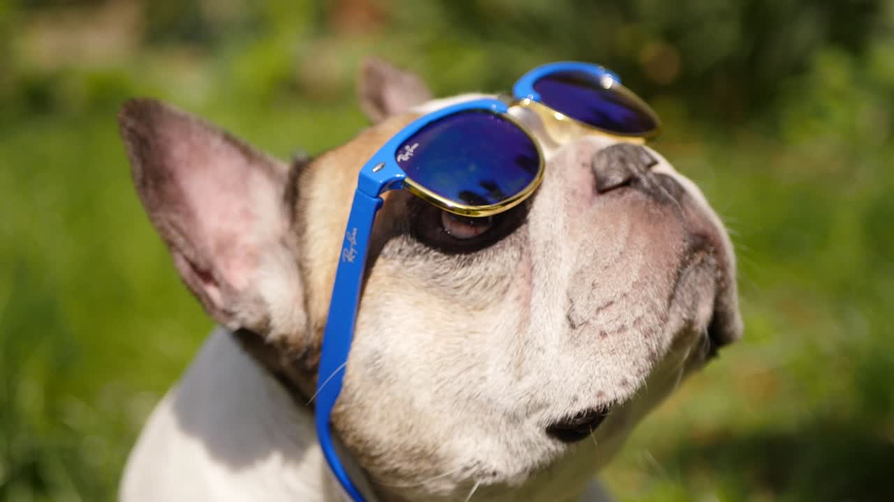선글라스를 입은 프랑스 불도그 야외