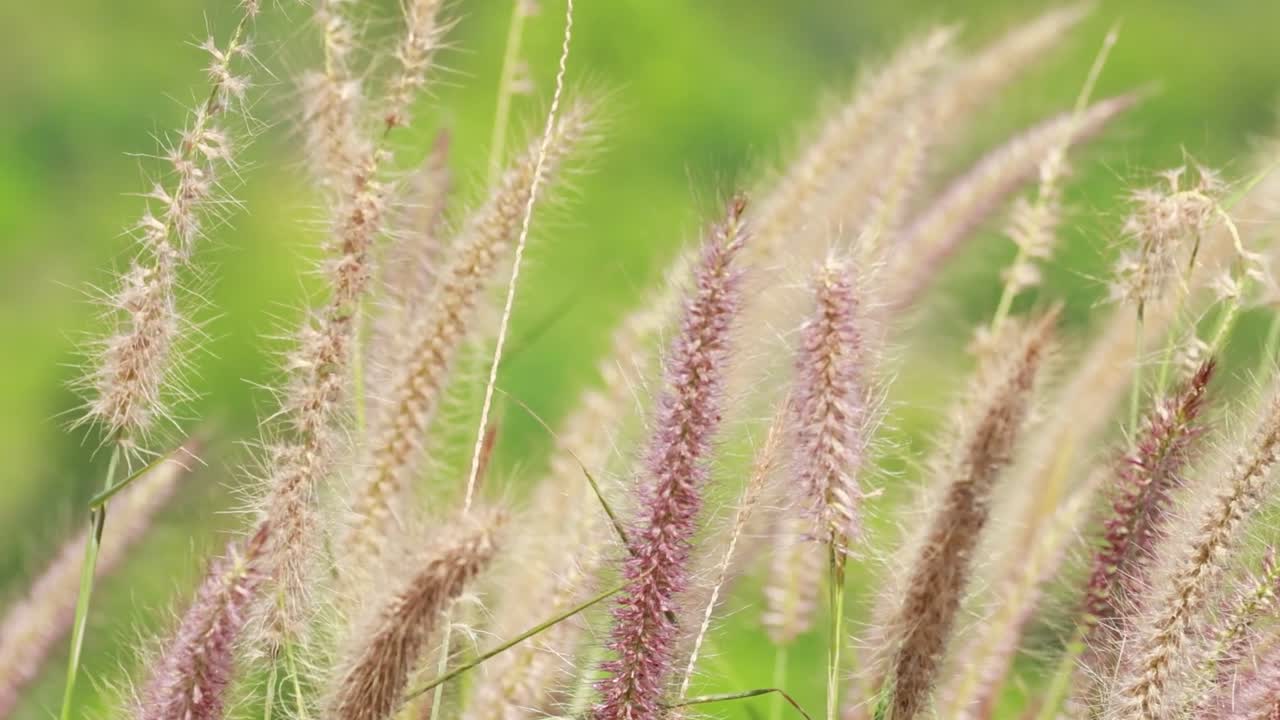 Fjerlette, lilla og beige græsaks svajer blidt mod en sløret grøn baggrund i dagslys