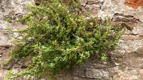 arbusto verde contra una pared de piedra texturizada