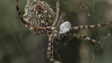 una gran araña amarilla come insectos en un saco de tela, especie argiope lobata con abdomen y hileras visibles