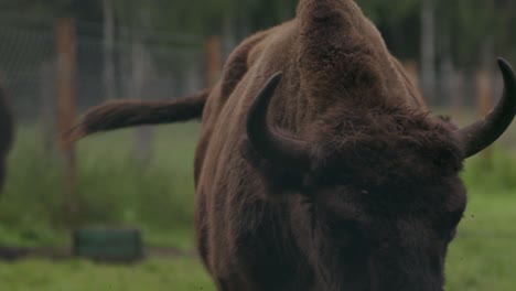 close up of brown furry woodland bison with strong neck muscles