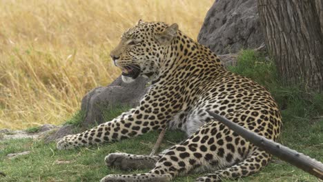 tired leopard painting on the ground next to a dead waterbuck, horn in the frame