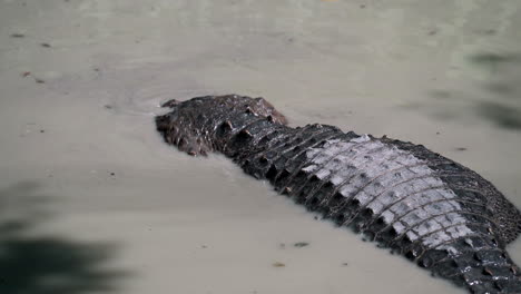 saltwater crocodile bathing in the mudwater at the granby zoo in quebec, canada - close up