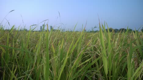 paddy is the staple food and cash crop of most of the countries of the world