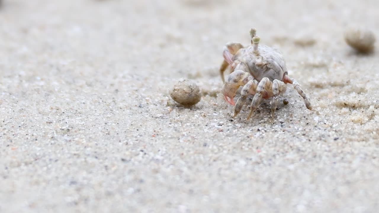 A small crab navigates sandy terrain, surrounded by sand balls, showcasing its natural behavior.