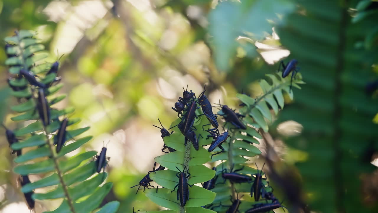 Group Of Black Florida Lubber Grasshopper Eating Fern Leaves In The Forest. - closeup shot