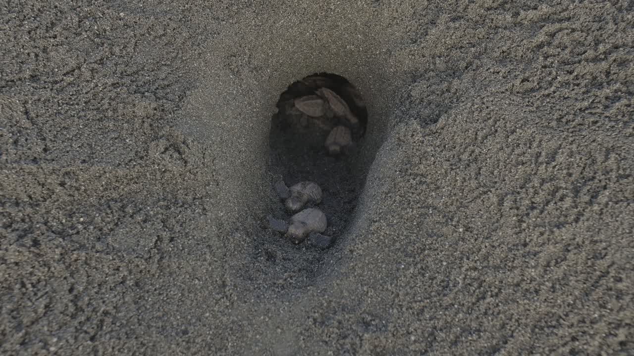 las crías de tortuga se liberan de su nido de arena, a la luz del día