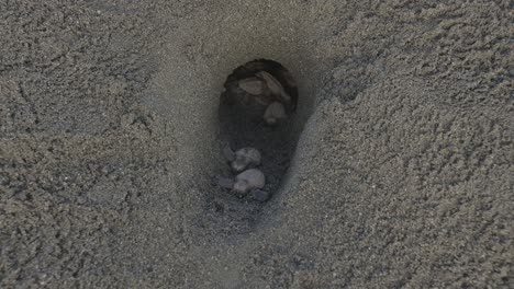 turtle hatchlings breaking free from sandy nest, daylight