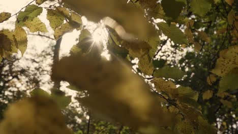 Sun-shining-through-the-trees-of-a-german-forest-in-Germany