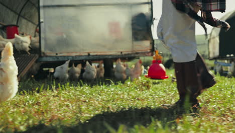 farm, chicken and a person walking on grass