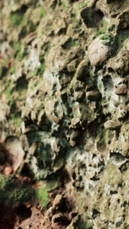 close-up view of a rock face with moss