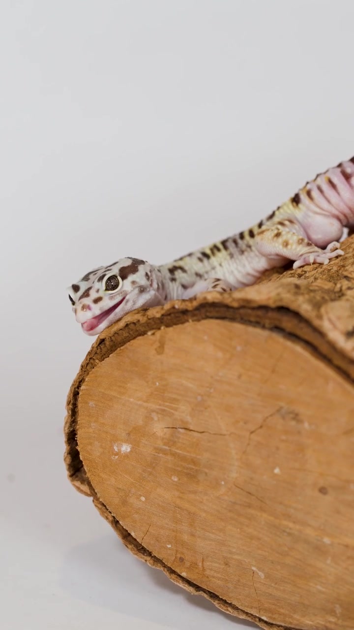 Un geco leopardino striscia lentamente su un tronco di legno su uno sfondo bianco pulito.