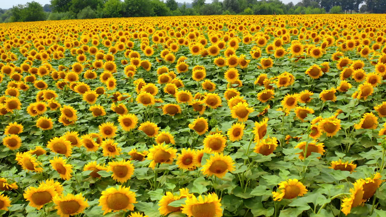 Blooming sunflowers facing camera. Large yellow sunflowers blooming on a farm field in summer. Sunflower backdrop.