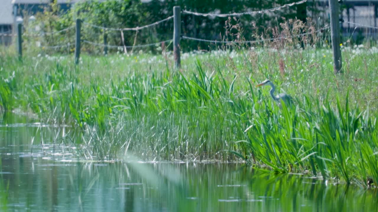 Grey Heron by a Canal
