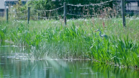grey heron by a canal