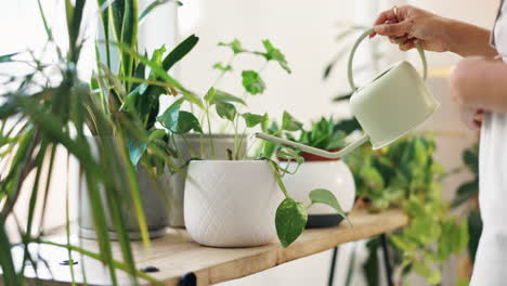 watering indoor plants