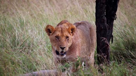 Static-shot-of-a-lioness-panting-under-the-shade-of-a-tree-in-the-open-plains