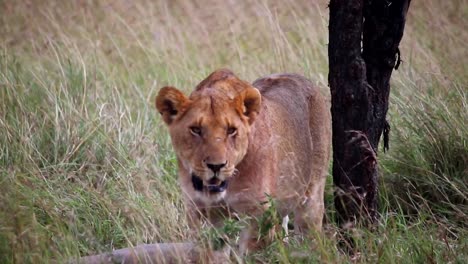 static shot of a lioness panting under the shade of a tree in the open plains