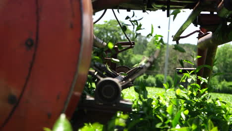 A-close-up-view-of-a-machine-harvesting-green-tea