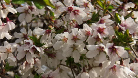 spring flowers in bloom