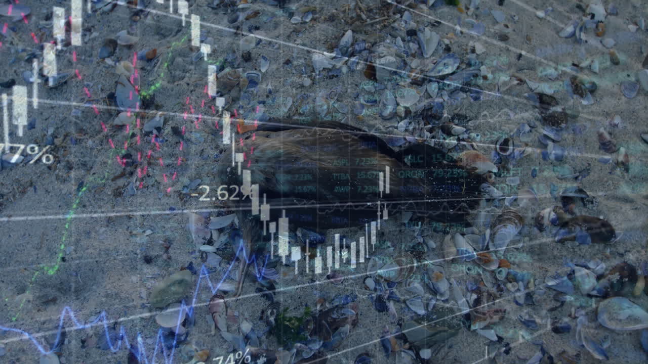 Beach scene being overlaid with market data, showing scattered shells and dead seabird