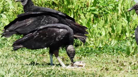 a group of black vultures eating a dead rotting fish in a marsh wetlands area