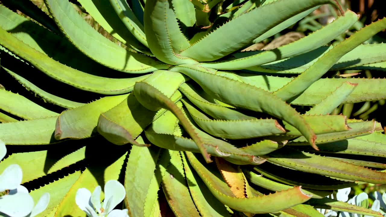Aloe vera plant blooms under bright sunlight, showcasing vibrant green leaves and budding flowers in a serene garden setting