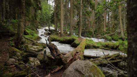 Río-De-Montaña-En-El-Bosque-En-Cámara-Lenta.-Hermoso-Paisaje-De-Vida-Silvestre.