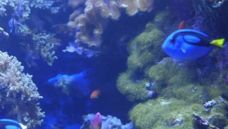 orange basslets and regal blue tangs swimming among of reef plants and creatures