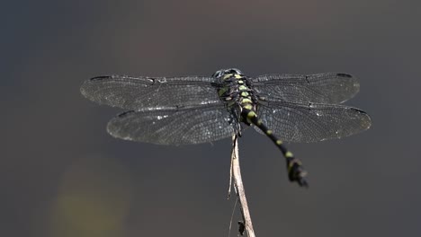 the common flangetail dragonfly is commonly seen in thailand and asia