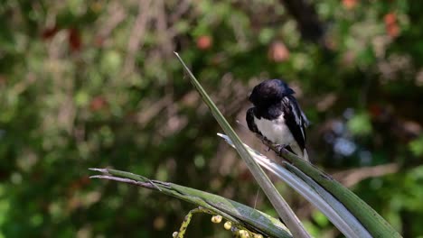 the oriental magpie-robin is a very common passerine bird in thailand in which it can be seen anywhere